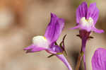 Moroccan toadflax